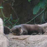 Cleveland Indians and The Cleveland Zoo